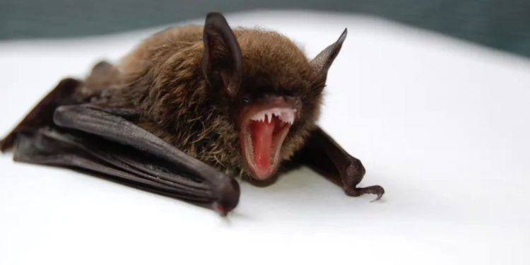 Vírus Nipah