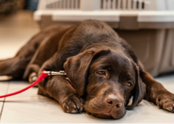 Vírus letal em cães preocupa veterinários e pode se tornar pandemia animal
