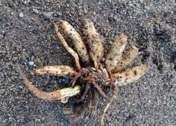 Planta com veneno capaz de matar em horas acende alerta nas praias deste país
