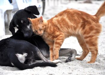 Cachorros e gatos serão castrados gratuitamente em 2026, a partir de 19 de fevereiro