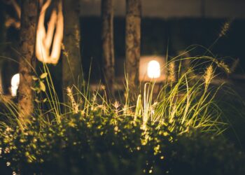 O que significa escutar grilos no jardim à noite e por que isso pode ser bom