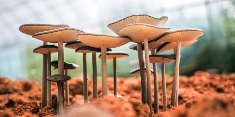 Cogumelo gigante de 75cm é encontrado no Brasil e pode ser o maior do mundo