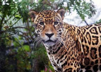 Onça-pintada corre risco de ser extinta da Mata Atlântica por motivo incomum
