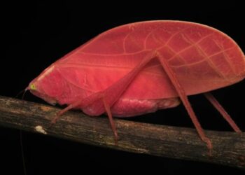 Cientistas descobrem inseto rosa que muda de cor igual camaleão em apenas 11 dias
