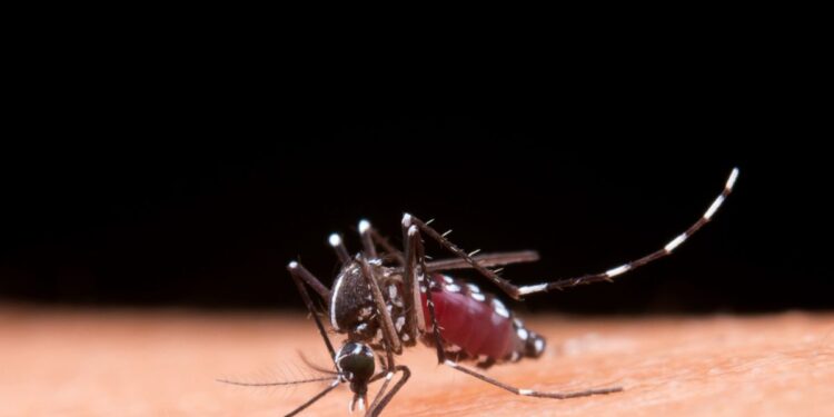 Dengue