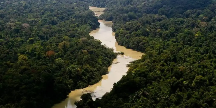 “Leão” foi encontrado se reproduzindo na Amazônia e pesquisadores acendem grave alerta ambiental