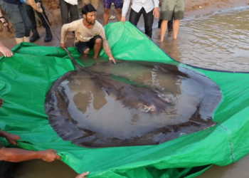Peixe com 300kg e 4m foi eleito o maior do mundo, segundo o Guinness Book