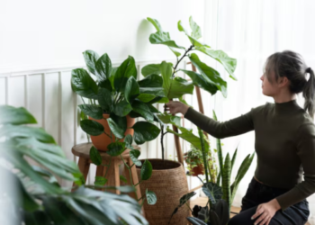 A árvore ideal para decorar e perfumar o jardim: cresce em vaso, conserva suas folhas o ano todo e adapta-se a espaços pequenos