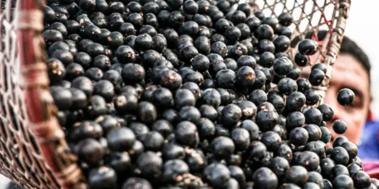 Açaí