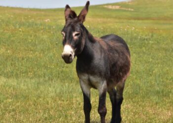 Burro em um ambiente aberto