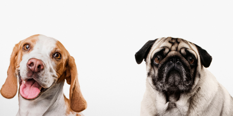 Esta raça de cachorro pouco conhecida foi eleita a mais bonita do mundo pela ciência