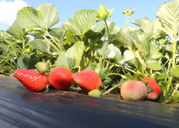 Nova lei do morango muda aparência, qualidade e até o preço da fruta no Brasil