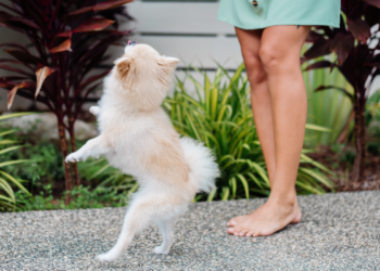 O que significa quando o seu animal de estimação te recebe com alegria quando você chega em casa?