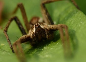 Aranha com veneno fatal vive no Brasil e pode estar escondida dentro da sua casa agora