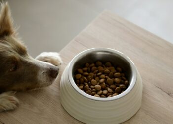 Governo vai dar ração de graça para quem cuida de cachorro ou gato