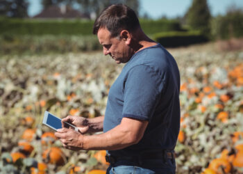 Produtores agrícolas se preparam para prejuízo por conta de fenômeno climático