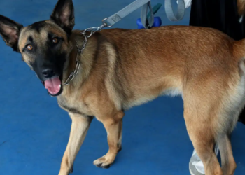 Brasileiros podem sofrer multa de R$ 50 mil se fizerem isso com os pets em casa