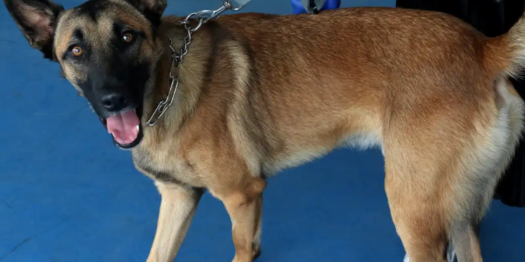 Brasileiros podem sofrer multa de R$ 50 mil se fizerem isso com os pets em casa
