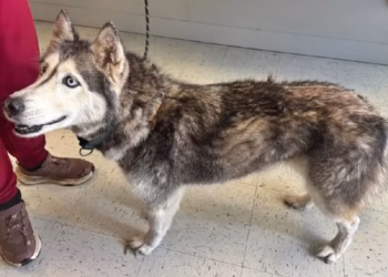 Cadela desaparecida desde 2014 é encontrada a quase 3 mil km longe de casa e emociona todo mundo