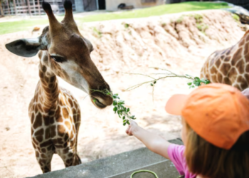 Maior zoológico do Brasil agora será totalmente gratuito para mulheres que são mães