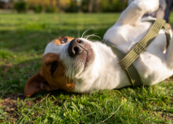Vaga de luxo na Europa oferece salário de R$ 400 mil e moradia em mansão para quem gosta de cachorro