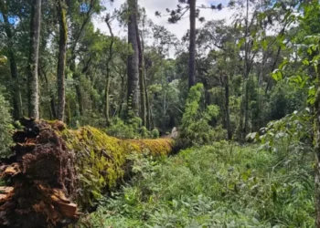 Árvore gigante de 44 metros, considerada a quarta maior araucária do Brasil, cai em SC