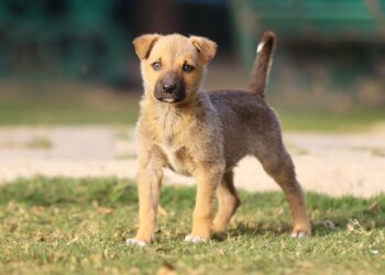 O que significa quando o seu cachorro abana o rabo ao ouvir a sua voz, segundo a ciência