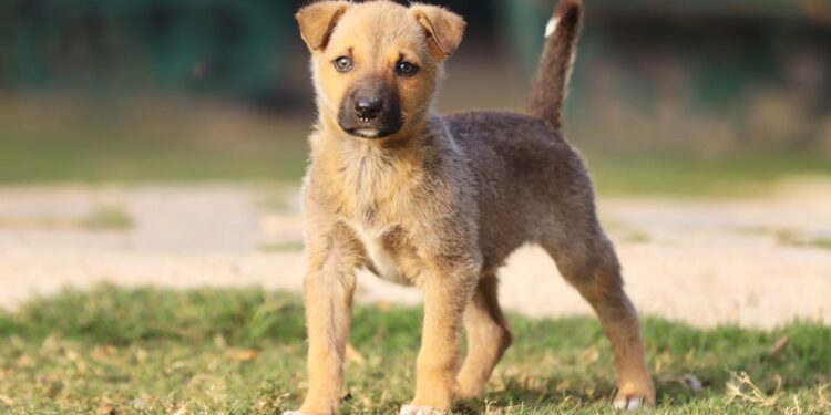 O que significa quando o seu cachorro abana o rabo ao ouvir a sua voz, segundo a ciência