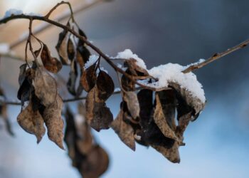 Pior tempestade climática da história do Brasil aconteceu há 51 anos e arruinou produtores de café