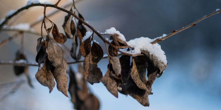 Pior tempestade climática da história do Brasil aconteceu há 51 anos e arruinou produtores de café
