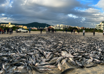 Famosa praia de Santa Catarina registra pesca histórica com mais de 20 mil peixes e 90 pescadores