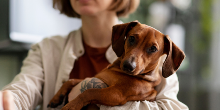 Justiça bate o martelo sobre pensão para pets após separação de casal