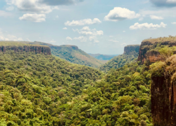 “Monstro” de quase 7 metros é flagrado vivendo em floresta brasileira