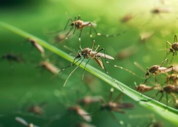 O por que não deveríamos desejar viver em um mundo sem mosquitos