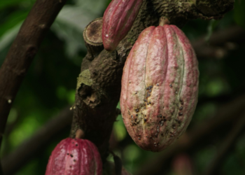 Preço do chocolate pode subir no Brasil após alerta envolvendo o cacau