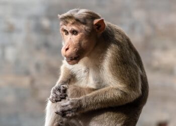 Risada do macaco pode revelar uma das maiores evoluções da espécie humana
