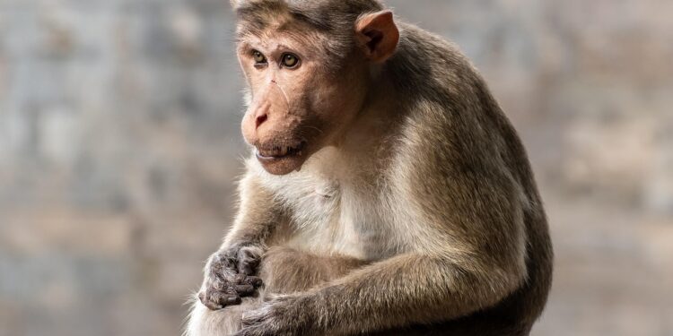 Risada do macaco pode revelar uma das maiores evoluções da espécie humana