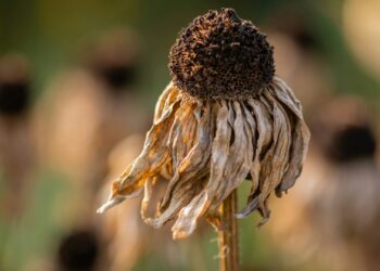 ONU confirmou a pior notícia possível para quem não gosta de calor