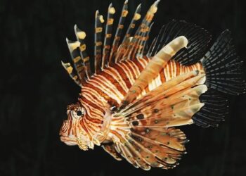Governo brasileiro descobre peixe invasor que possui 18 espinhos com veneno quase letal