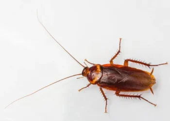 A barata está voando até você ou tentando escapar? Entenda por que isso acontece