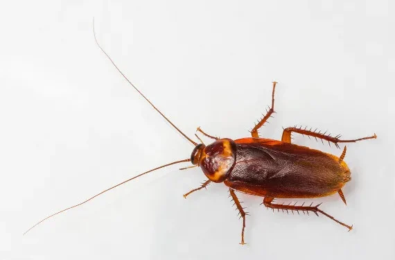 A barata está voando até você ou tentando escapar? Entenda por que isso acontece