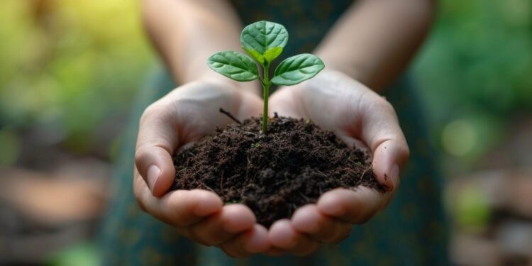 Cidade planta 200 mil árvores para transformar espaços públicos contra o calor