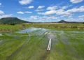 Lavouras de arroz no Brasil vão receber projeto do Google que combina pedras e uma técnica diferente de irrigação