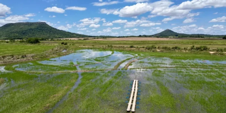 Lavouras de arroz no Brasil vão receber projeto do Google que combina pedras e uma técnica diferente de irrigação