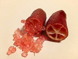 O fruto que parece caviar pode nascer na varanda da sua casa