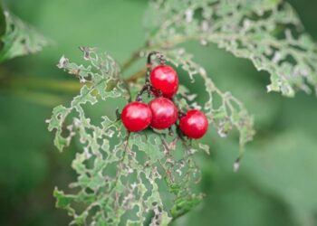 O que era alimento em 1825 virou uma ameaça ambiental combatida com drones e insetos