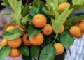 Quem mora em apartamento pode cultivar esta árvore em vasos e ainda colher seus frutos