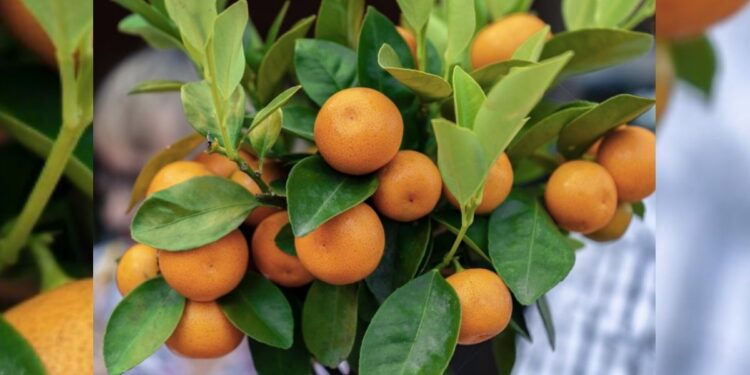 Quem mora em apartamento pode cultivar esta árvore em vasos e ainda colher seus frutos