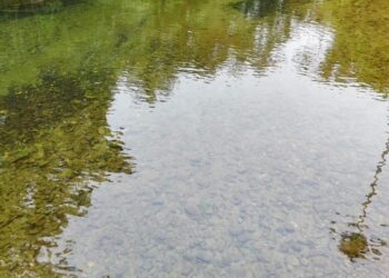O que aconteceu 1.000 dias depois que um homem criou um lago para criar peixes