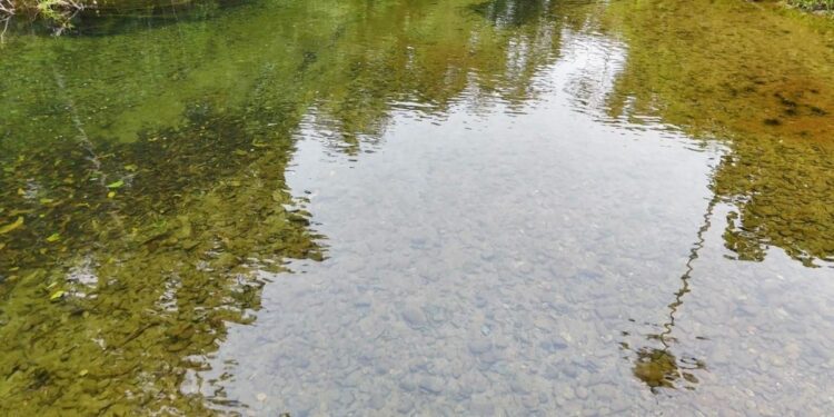 O que aconteceu 1.000 dias depois que um homem criou um lago para criar peixes